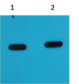 Anti-mCherry Antibody (5Z862)