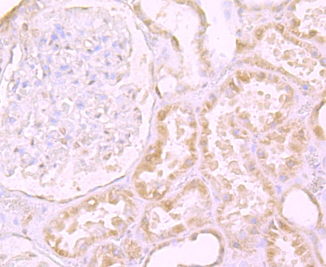 Anti-LY75 Antibody (7T586)