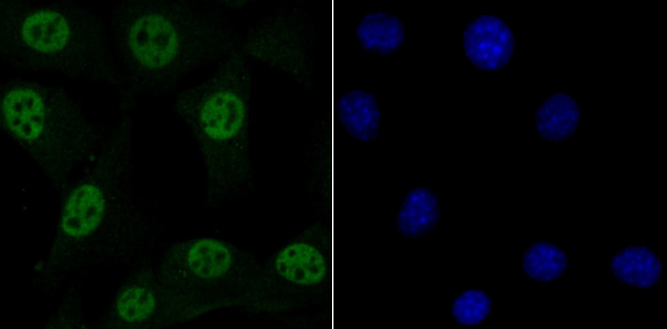 Anti-MBD3 Antibody (8O286)