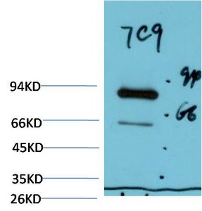 Anti-Luciferase Antibody (3O671)