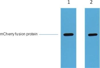 Anti-mCherry Tag Polyclonal Antibody