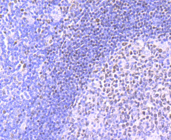 Anti-MEF2A Antibody (5F773)