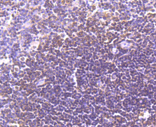 Anti-LXR-alpha Antibody (5E494)