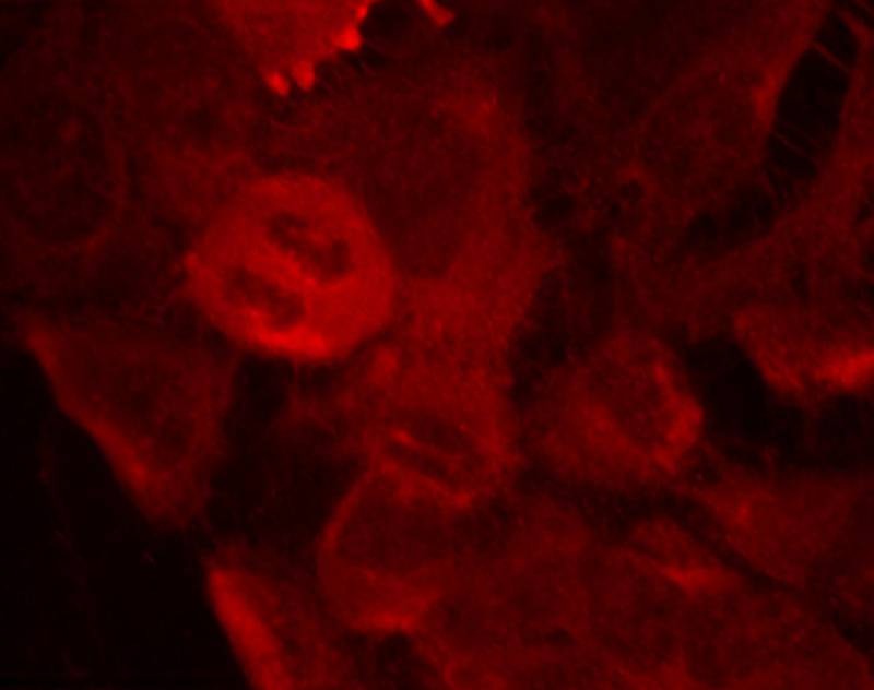 Anti-Phospho-MEK2 (Thr394) Polyclonal Antibody
