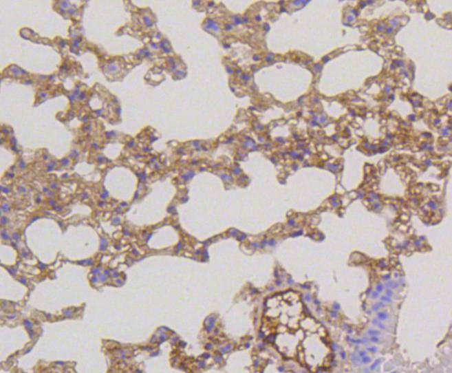 Anti-MAP2K1/MEK2 Antibody (4G763)