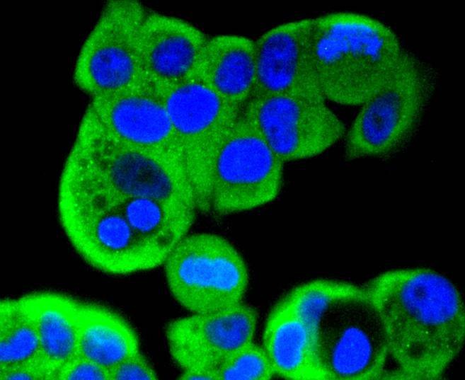 Anti-MEK2 Antibody (9Y802)