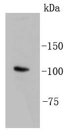 Anti-LGR-5 Antibody (8A381)