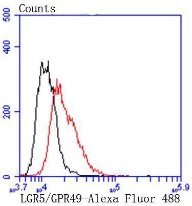 Anti-LGR-5 Antibody (8A381)