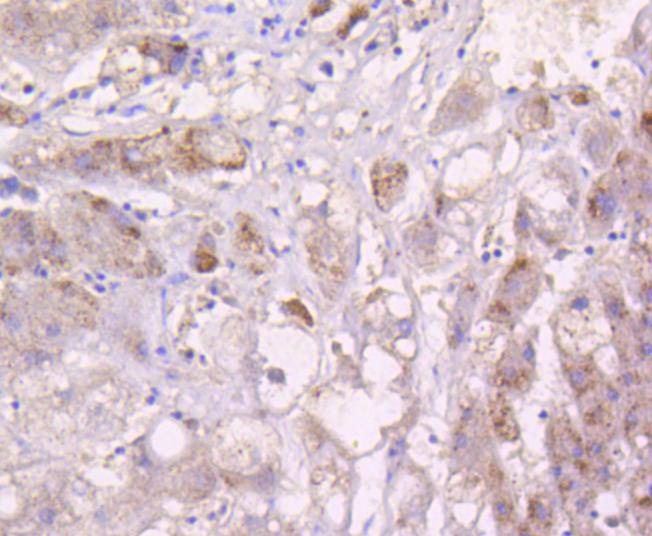 Anti-MAP2K3 Antibody (1S917)