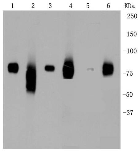 Anti-LRP1 Antibody (9Z880)