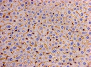 Anti-LRP1 Antibody (5W796)