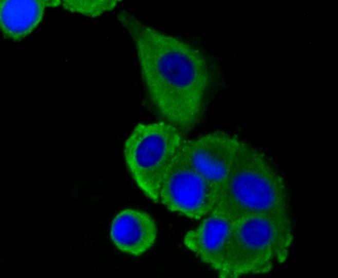 Anti-LRP1 Antibody (9Z880)