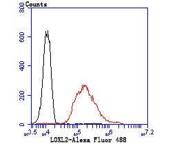 Anti-LOXL2 Antibody (5D796)