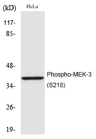 Anti-Phospho-MAP2K3 (Ser218) Polyclonal Antibody