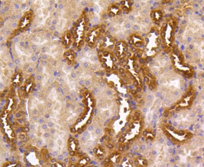 Anti-MAP2K1/MEK2 Antibody (4G763)