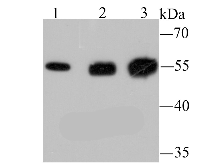 Anti-LOX Antibody (2A200)