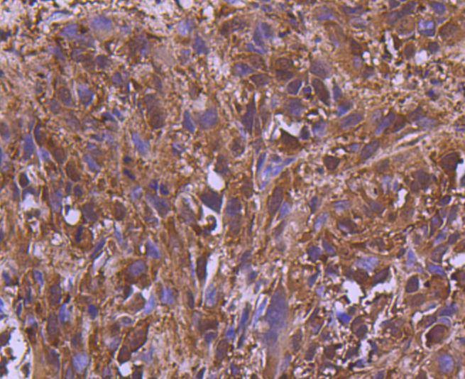 Anti-MEK2 Antibody (9Y802)