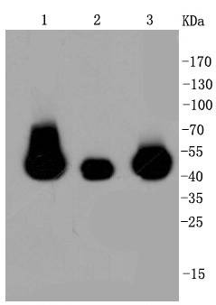 Anti-MAP2K1/MEK2 Antibody (4G763)