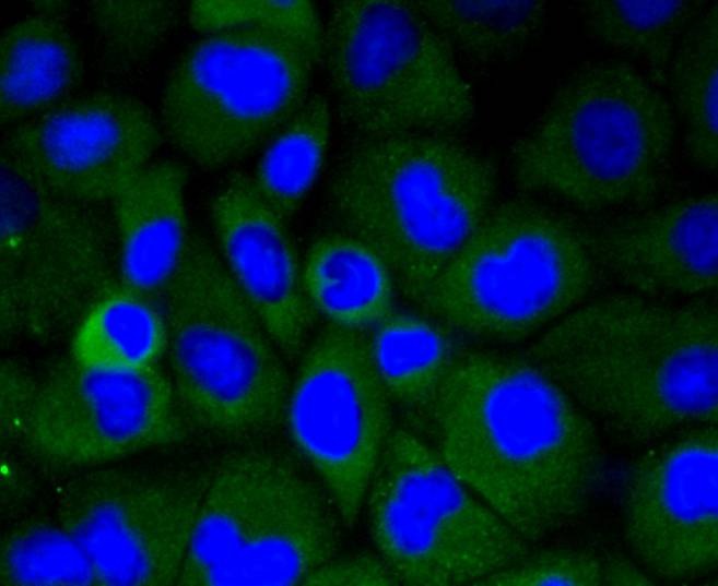 Anti-LRP1 Antibody (9Z880)