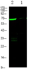 Anti-Phospho-Plastin-2 (Ser5) Polyclonal Antibody