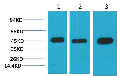 Anti-MEK2 Antibody (4A153)