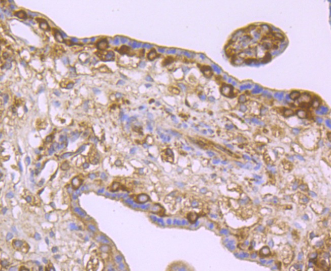 Anti-LOX Antibody (2A200)