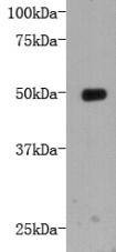 Anti-LRP1 Antibody (5W796)