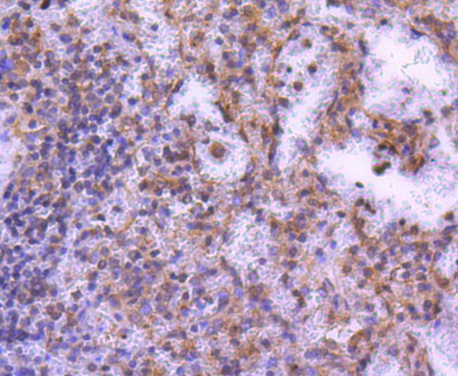 Anti-MEK2 Antibody (9Y802)