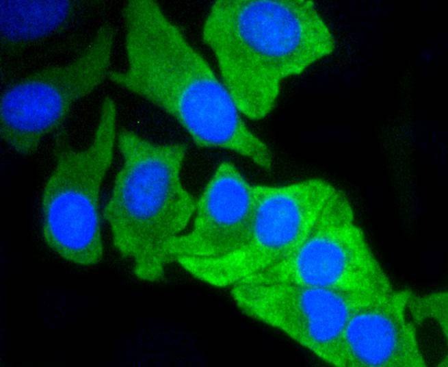 Anti-Mcl-1 Antibody (6C872)