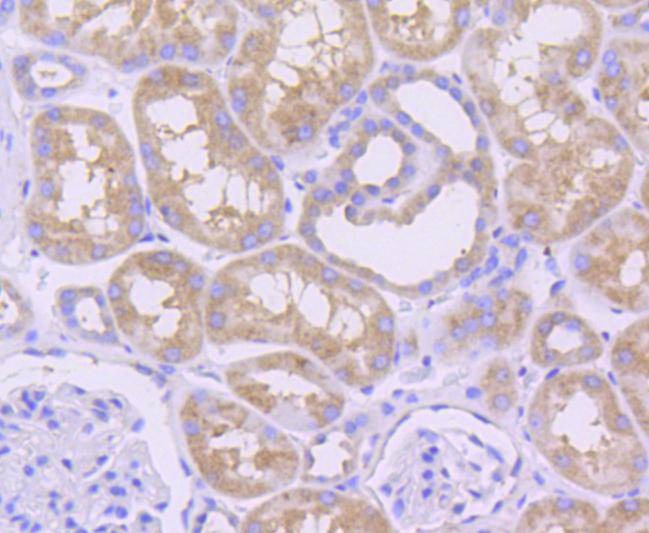 Anti-Mcl-1 Antibody (6C872)