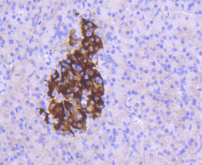 Anti-Mcl-1 Antibody (6C872)