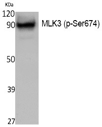 Anti-Phospho-MLK3 (Ser674) Polyclonal Antibody