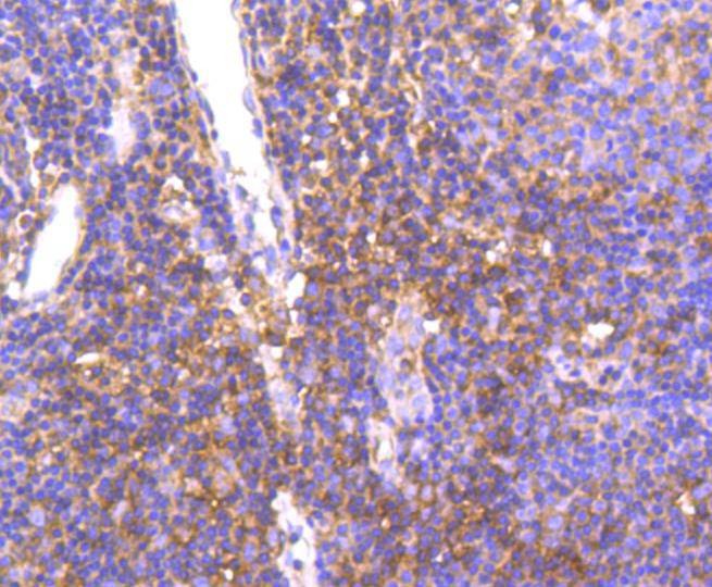 Anti-HGFR/c-Met Antibody (4N790)