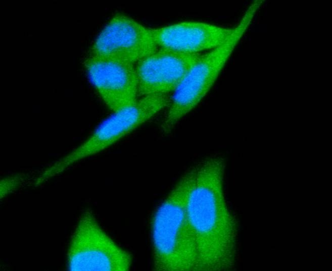 Anti-HGFR/c-Met Antibody (4N790)