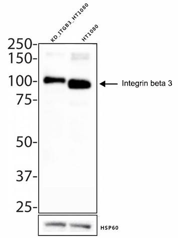 Anti-Integrin beta 3 Antibody (4P677)