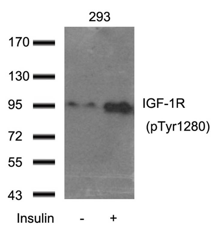 Anti-Phospho-IGF1R/CD221 (Tyr1280) Polyclonal Antibody