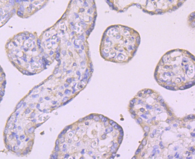 Anti-IKK- gamma Antibody (1A787)