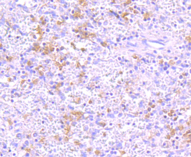 Anti-IKK- gamma Antibody (1A787)
