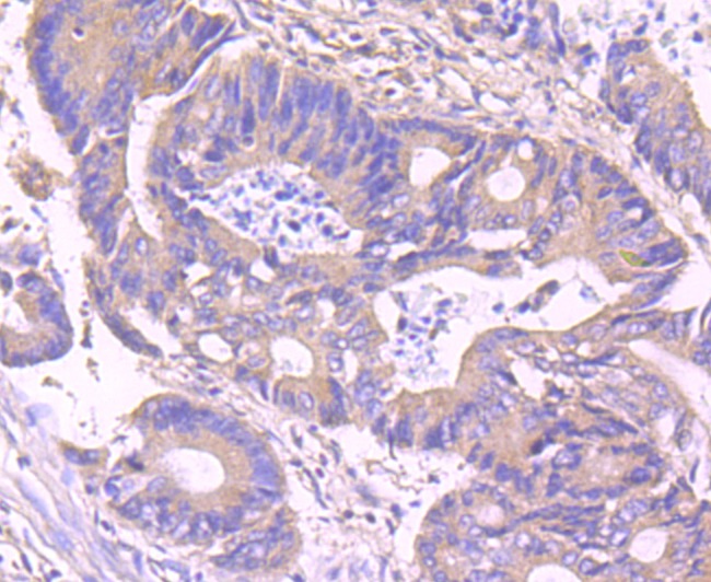 Anti-IKK- gamma Antibody (1A787)
