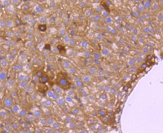 Anti-HtrA2/Omi Antibody (8L413)