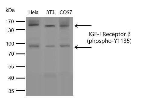 Anti-Phospho-IGF1R/CD221 (Tyr1135) Polyclonal Antibody