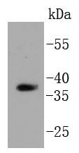 Anti-HtrA2/Omi Antibody (8L413)