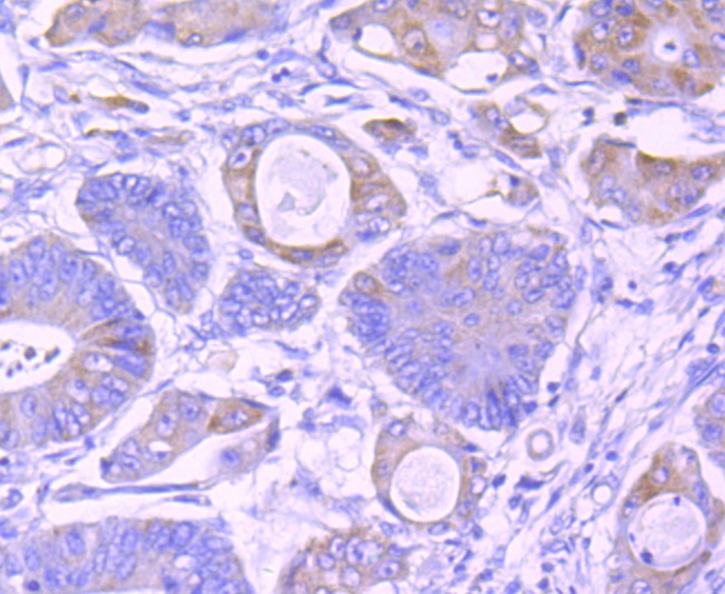 Anti-IKK- gamma Antibody (1A787)