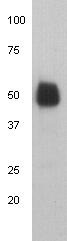 Anti-Human IgG heavy chain Antibody (9U425)