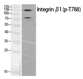 Anti-Phospho-ITGB1 (Thr788) Polyclonal Antibody