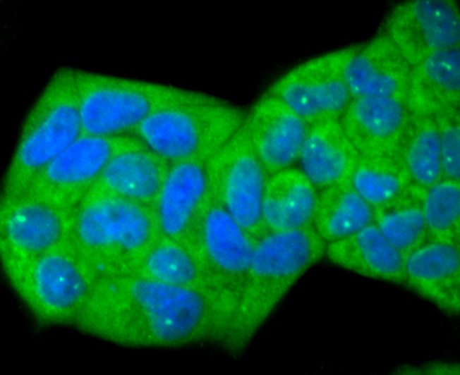 Anti-ID1 Antibody (6Z914)