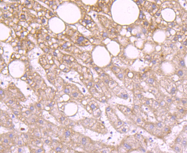 Anti-IDH2 Antibody (3T725)