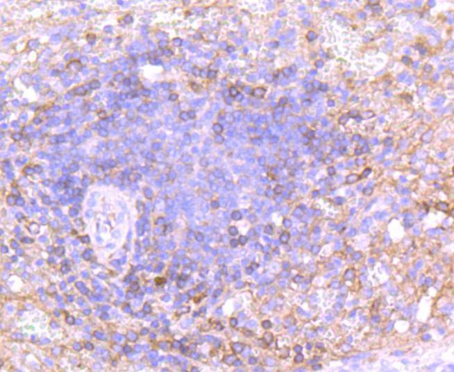 Anti-IgA Antibody (7U718)
