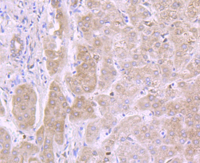 Anti-IL-13RA1 Antibody (1E152)