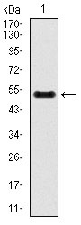 Anti-INCENP Antibody (3Z349)